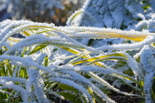 Frozen plants