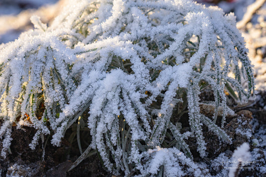 Frozen plants