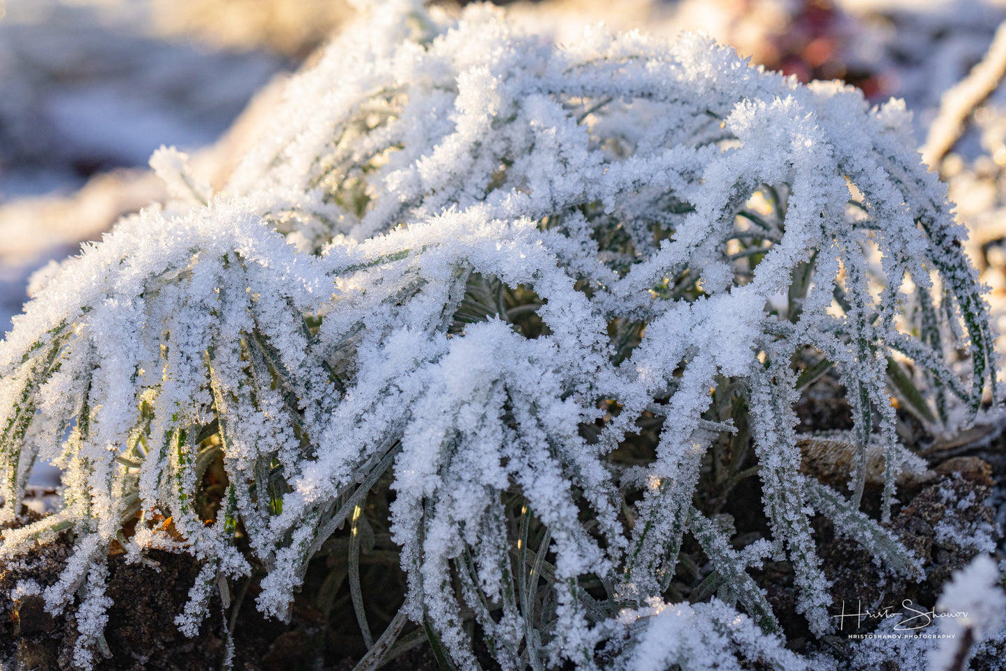 Frozen plants