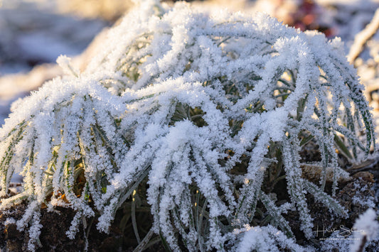 Frozen plants