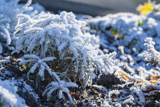 Frozen plants