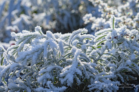 Frozen plants