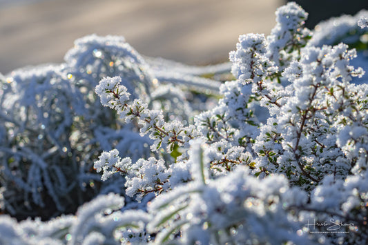 Frozen plants