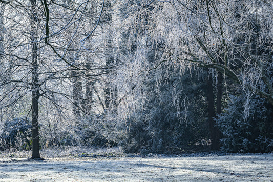 Frozen trees