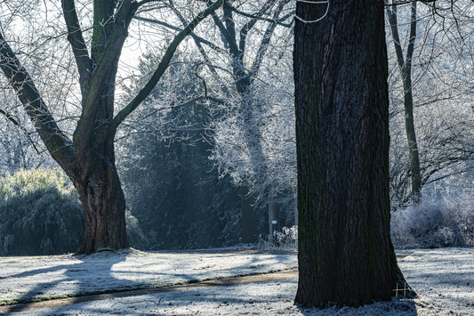 Frozen trees