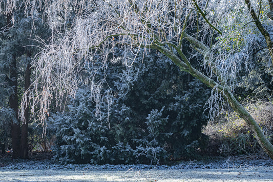 Frozen trees