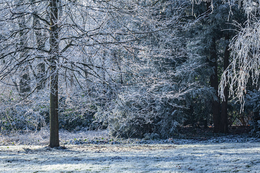 Frozen trees