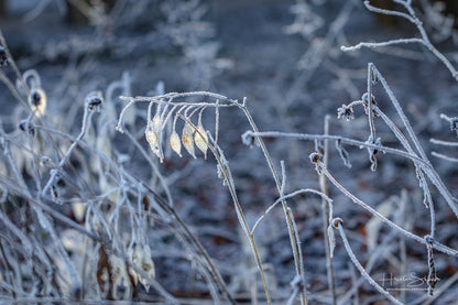 Frozen plants