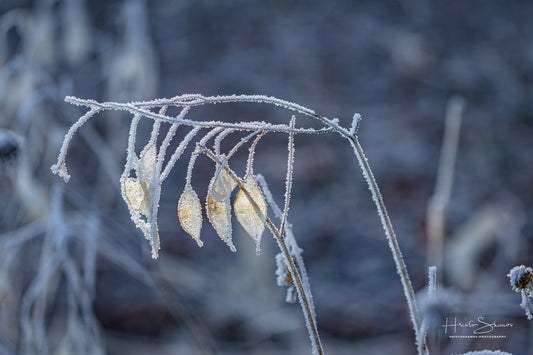 Frozen plants