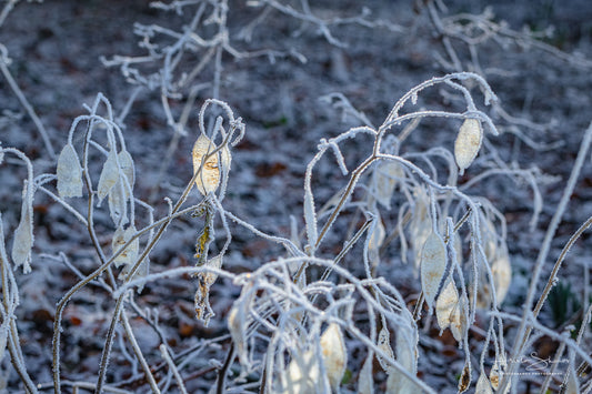 Frozen plants