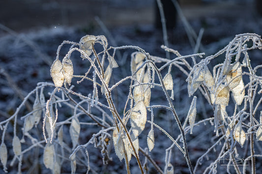 Frozen plants