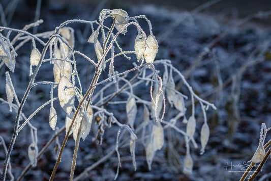 Frozen plants