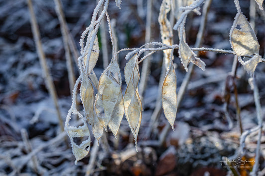 Frozen plants