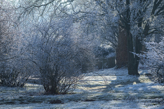 Frozen Nature