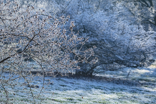 Frozen Nature