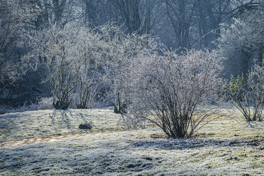 Frozen Nature