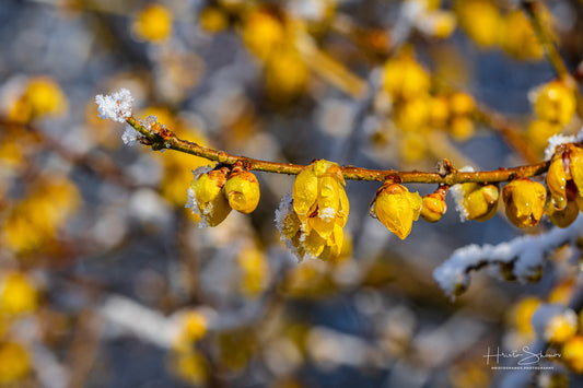 Frozen branches