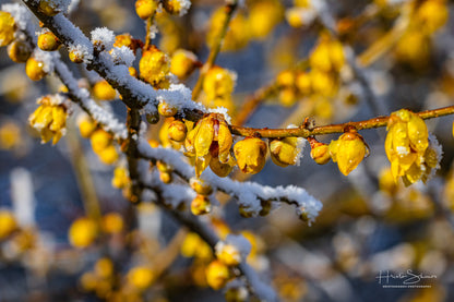 Frozen branches