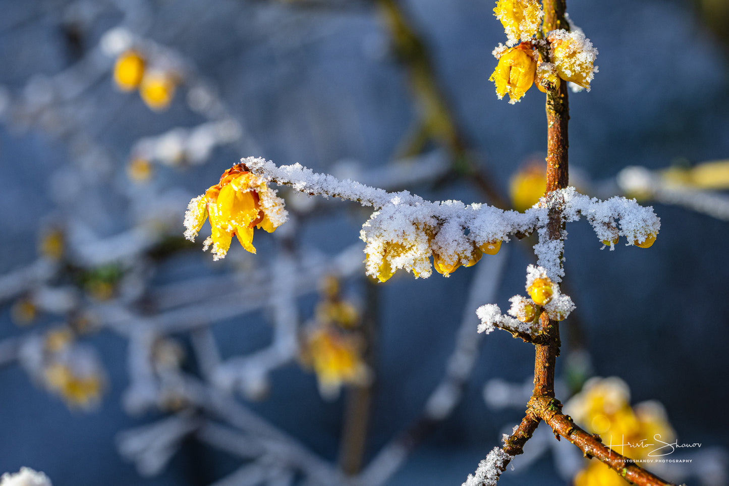 Frozen branches