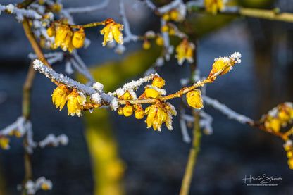 Frozen branches