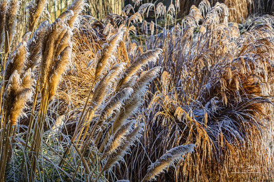 Frozen plants