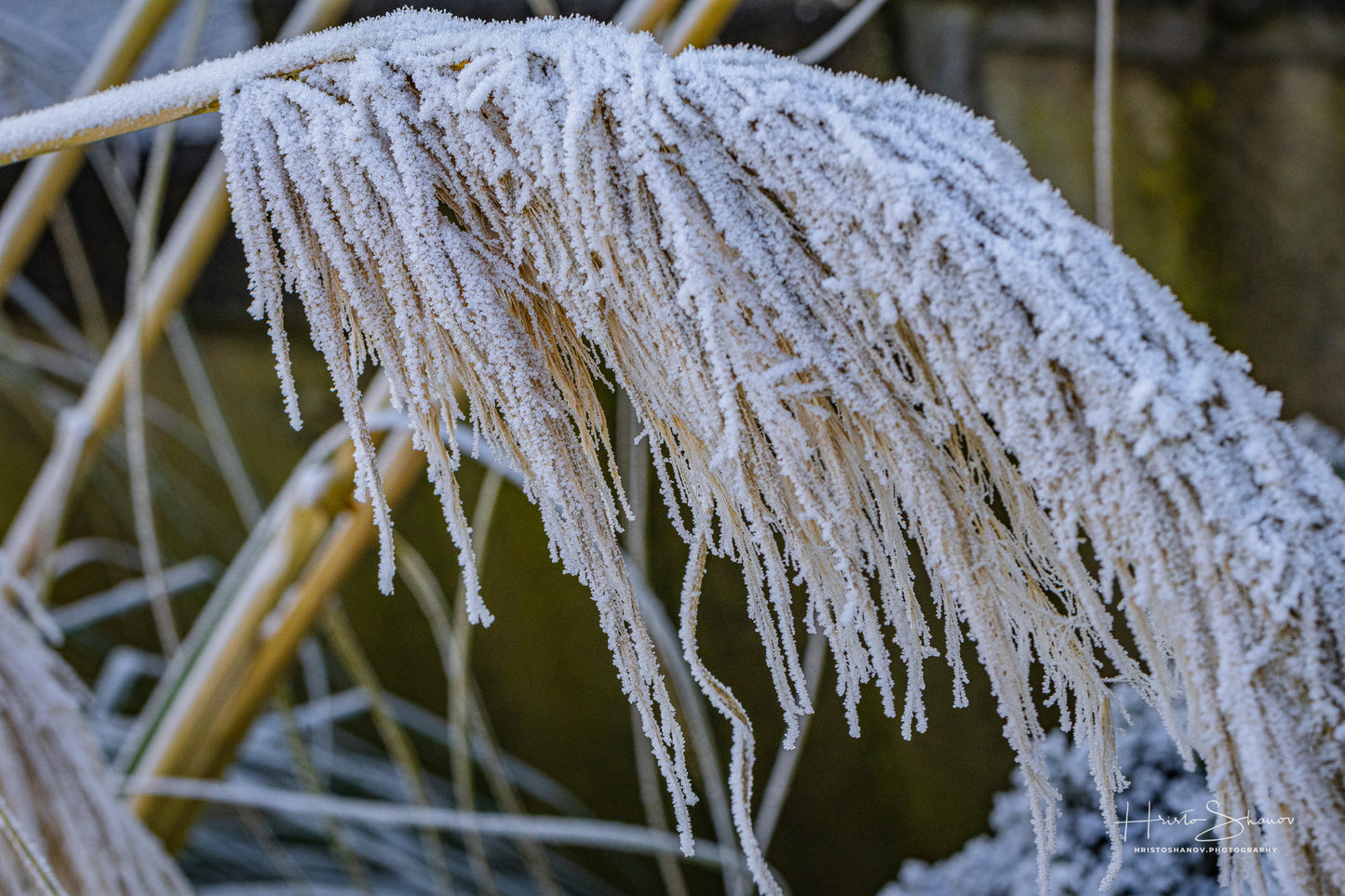 Frozen plants