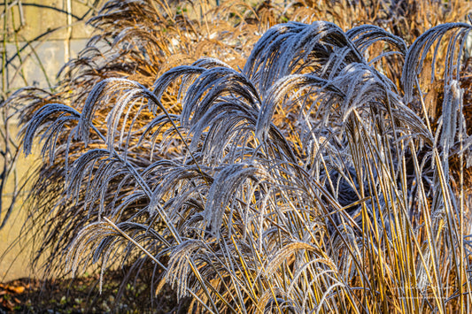 Frozen plants