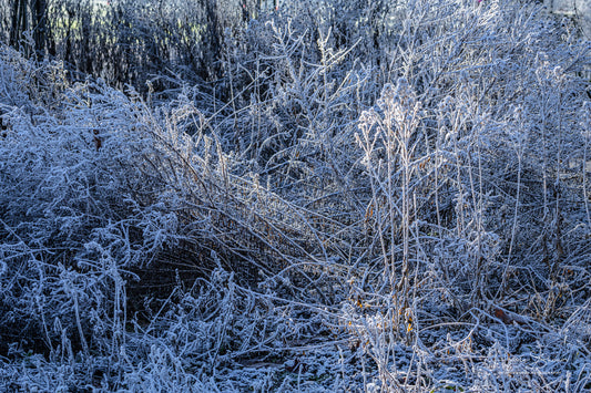 Frozen plants