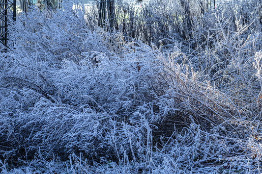 Frozen plants