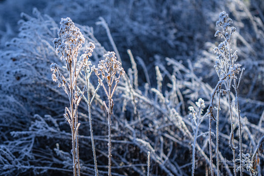 Frozen plants