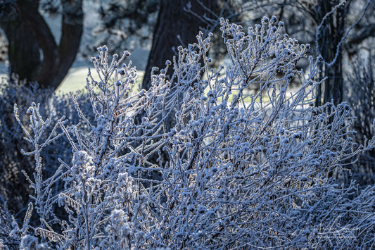 Frozen plants