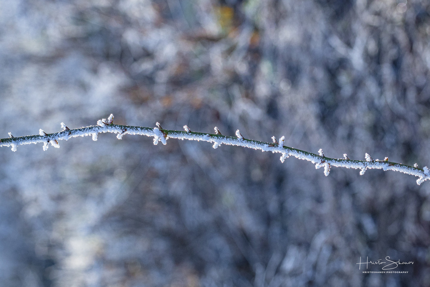 Frozen tree branch