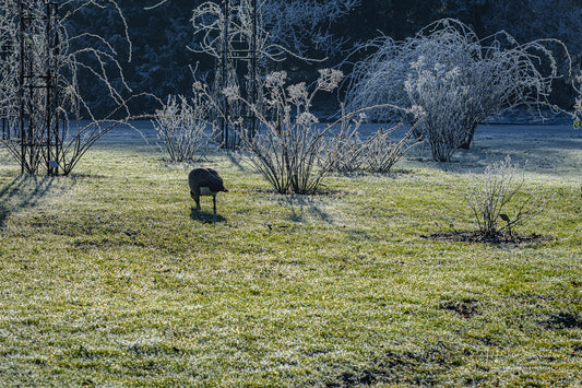 Gusse on frozen meadow