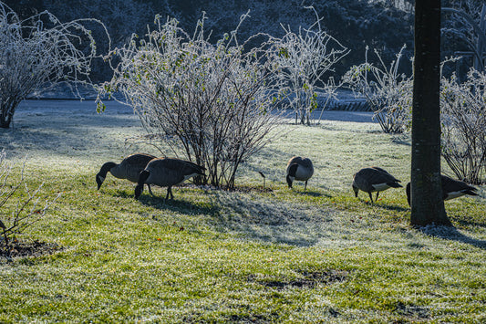 Gusses on frozen meadow