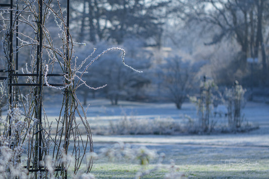 Frozen plants