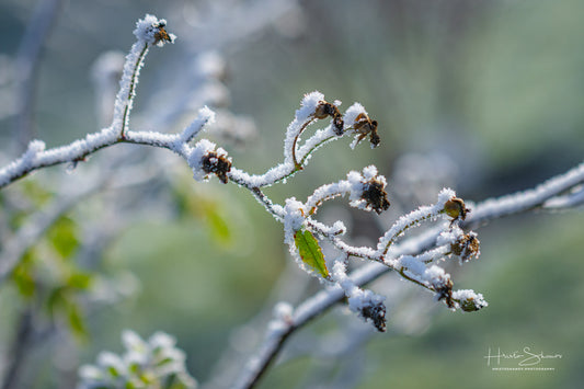 Frozen plants