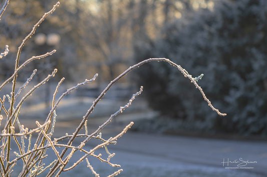 Frozen plants