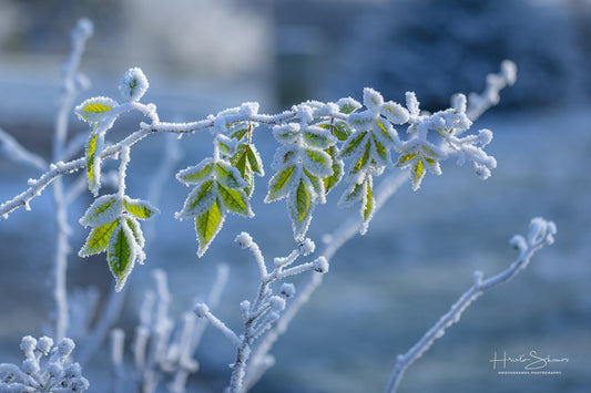 Frozen plants