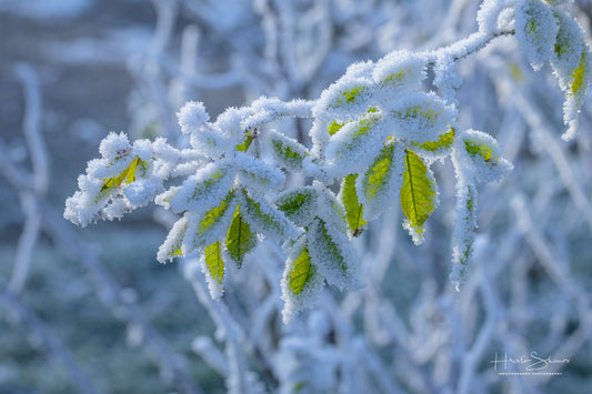 Frozen plants