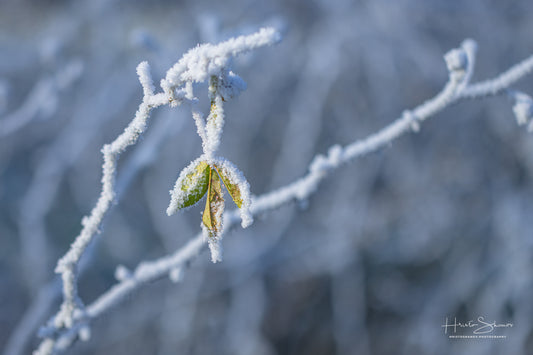 Frozen plants