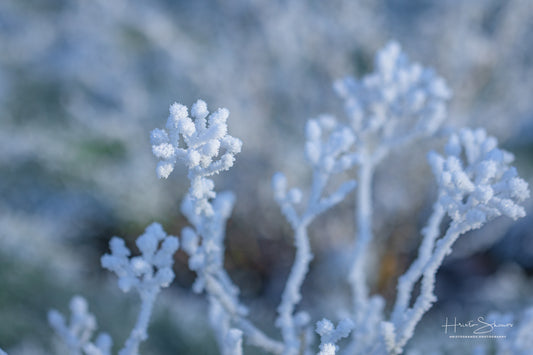 Frozen plants