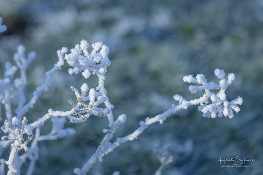 Frozen plants