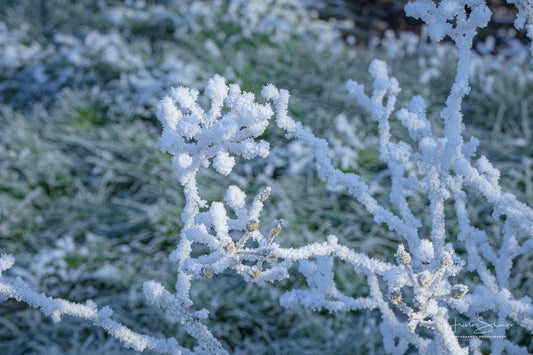 Frozen plants