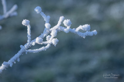 Frozen plants