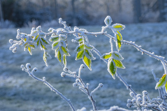 Frozen plants