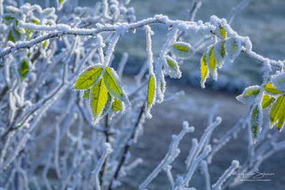 Frozen plants