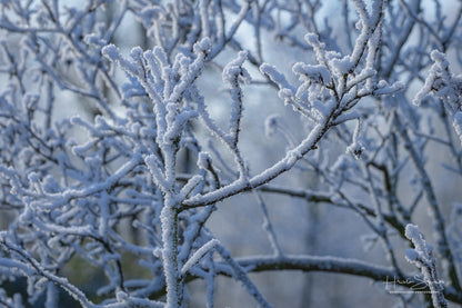 Frozen plants