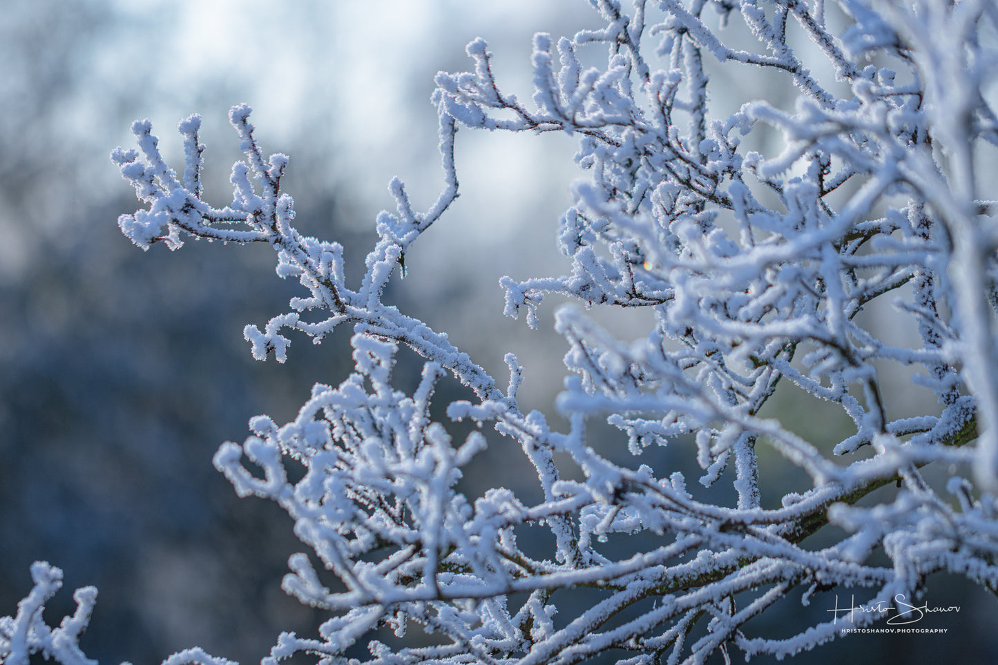 Frozen plants