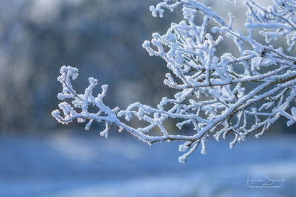 Frozen plants