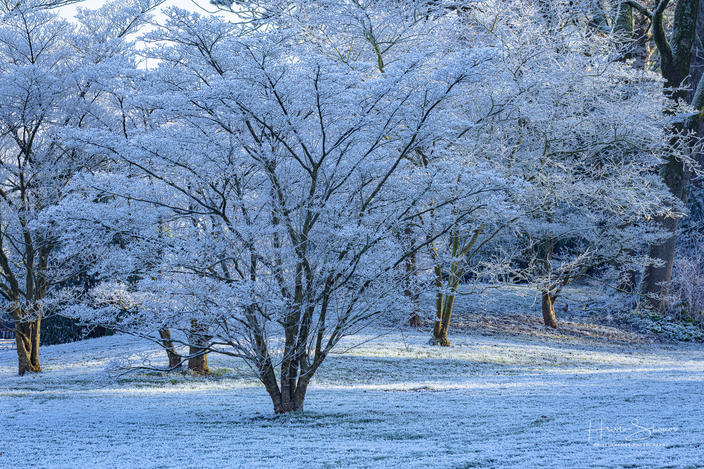 Frozen trees